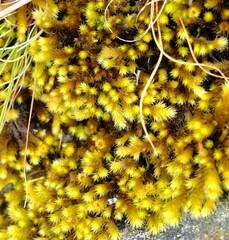 Breutelia substricta