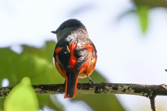 Pericrocotus solaris