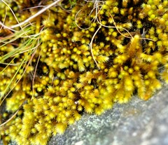 Breutelia substricta