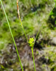 Carex oligosperma