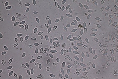 Boninogaster phalloides