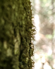 Frullania bolanderi