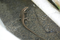 Trachylepis sechellensis