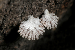 Schizophyllum