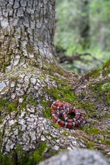 Lampropeltis knoblochi