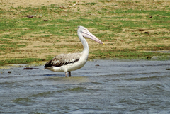 Pelecanus philippensis
