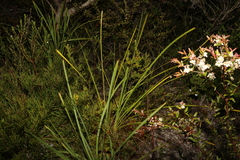 Lomandra