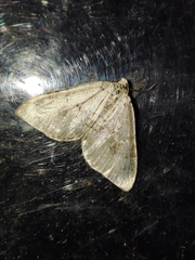 Colostygia multistrigaria