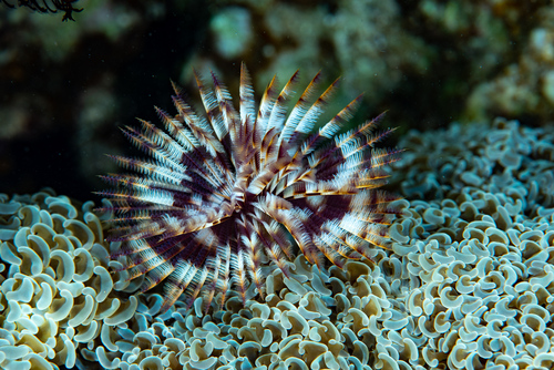 Hawaiian Feather Duster