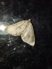 Colostygia multistrigaria