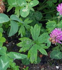 Ranunculus propinquus subborealis