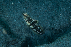 Amblygobius phalaena