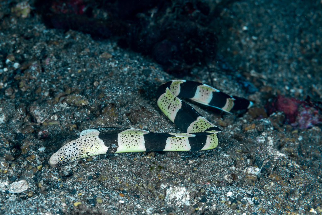 Gebande modder-murene (Gymnothorax chlamydatus) — Muraenidae