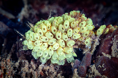 Perophora modificata