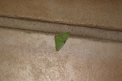 Urolitha bipunctifera