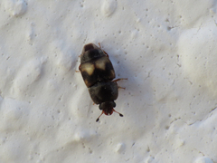 Carpophilus hemipterus