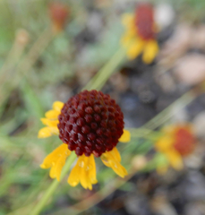 Helenium amarum badium