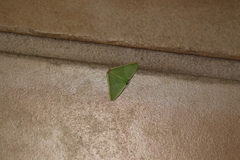 Urolitha bipunctifera