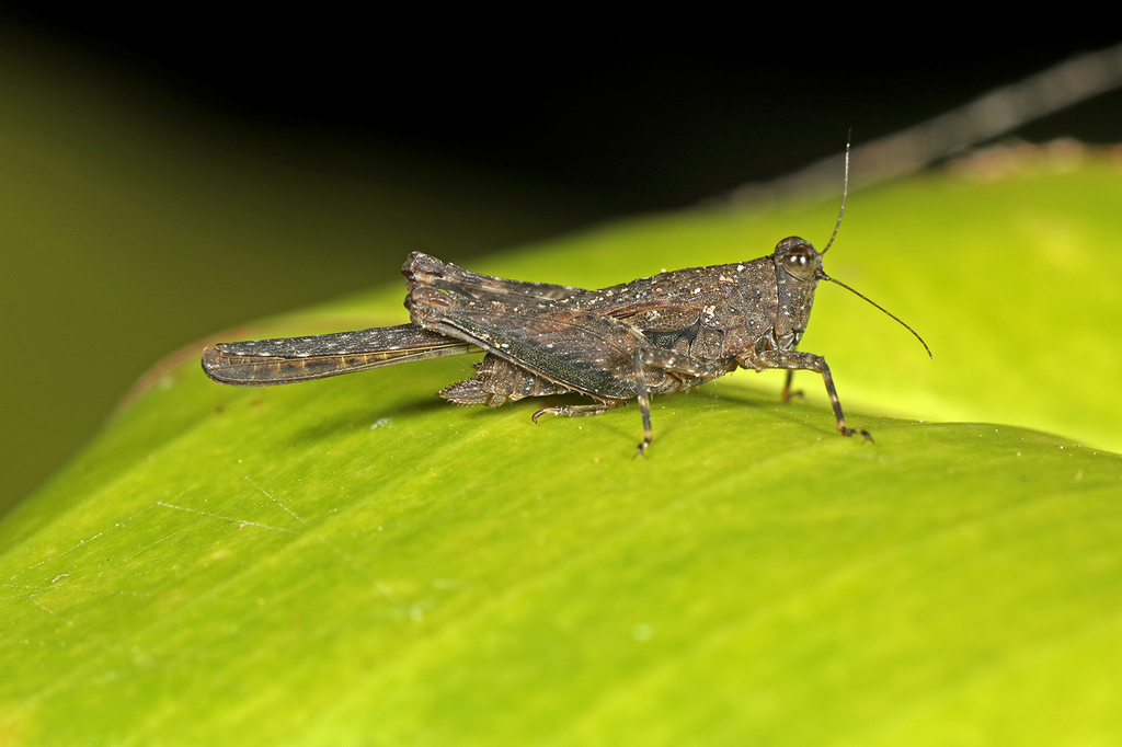 Coptotettix asperatus