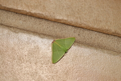 Urolitha bipunctifera