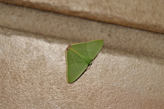 Urolitha bipunctifera