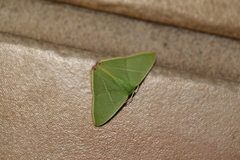 Urolitha bipunctifera