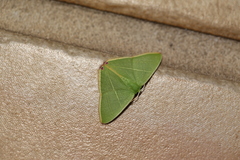 Urolitha bipunctifera