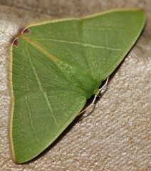 Urolitha bipunctifera