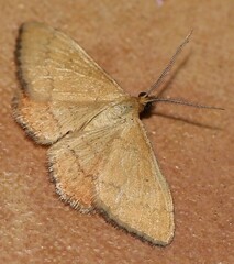 Scopula rubraria