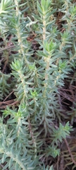Petrosedum rupestre
