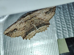 Menophra abruptaria