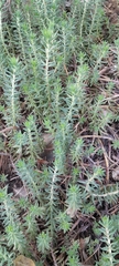 Petrosedum rupestre