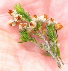 Erica triflora