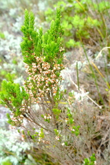 Erica triflora