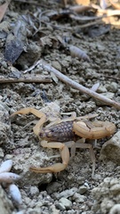 Aegaeobuthus gibbosus
