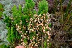 Erica triflora
