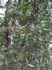 Conocarpus erectus