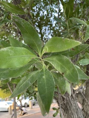Conocarpus erectus