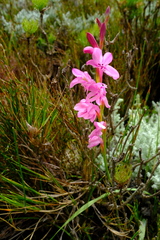 Watsonia paucifolia