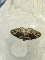 Catarhoe basochesiata