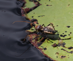 Pristhesancus chlamydatus