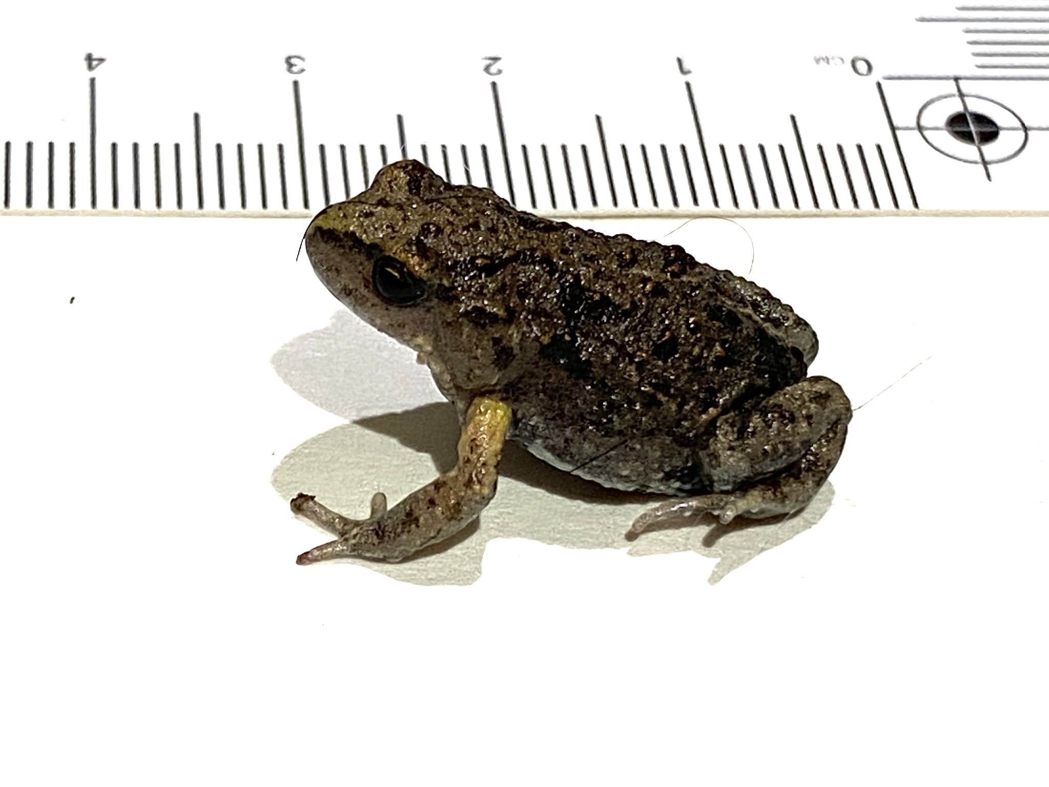 Pseudophryne bibronii Günther, 1859