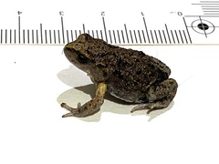 Pseudophryne bibronii