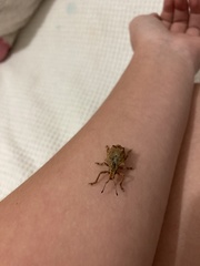 Platyomus nodipennis