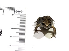 Pseudophryne bibronii