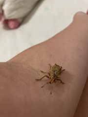 Platyomus nodipennis