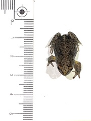 Pseudophryne bibronii