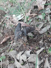Helvella lacunosa