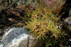 Pentameris densifolia