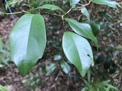 Ilex ficoidea